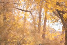 [YITUYU艺图语]2022.08.16 我与远方只隔山几重 小猫里奈[24+1P／251MB]-妹子图