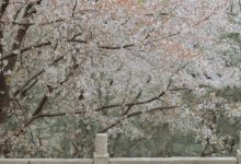 [YITUYU艺图语]2023.03.13 相见欢 知岫[25+1P／372MB]-妹子图