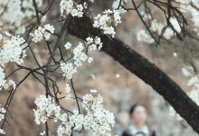 [YITUYU艺图语]2023.05.07 十里春风梨花如雨 薇薇[49+1P／828MB]-妹子图